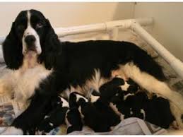 Check spelling or type a new query. English Springer Spaniel Puppies For Sale