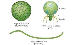 The sequences of the ends are complementary. Bacteriofagos Artigo Virus Khan Academy