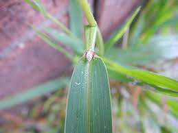 Image result for Setaria petiolata