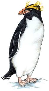 Hads is three, so activities involving few steps and simple shapes seem perfect. All About Penguins Appendix Seaworld Parks Entertainment In 2021 Penguins Macaroni Penguin All About Penguins