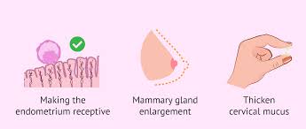 Image result for Progesterone