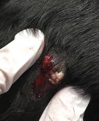 Image result for cuterebriasis in dogs