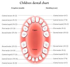 Pin On Dental Infographics Charts