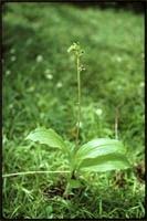 Image result for Liparis rungweensis