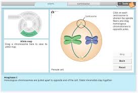 Compare meiosis in male and female germ cells, and use crossovers to increase the number of possible gamete genotypes. Gizmos Explorelearning News