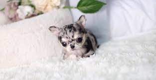 Has all shot up to date, and v… Merle Chihuahuas Chiwawa Dog
