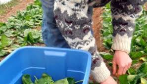 Putting up the Caterpillar Tunnels