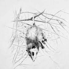 Sleeping Black And White Possum Hanging On A Tree Branch Stock Illustration Ad White Possum Sleeping Black Possum Tree Branches Stock Illustration