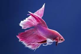 Tracolla a catena, design a pannelli e decorazione in cristalli. 100 Betta Fish Names For All Types Lovetoknow