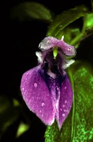 Image result for Impatiens psychadelphoides
