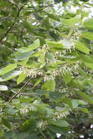 Image result for Alangium chinense