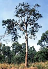 Image result for Eucalyptus torelliana