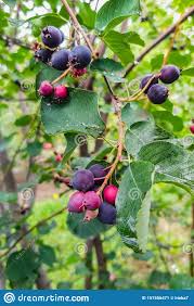 Im herbst erstrahlt das laub in goldenen und roten farben. 286 Saskatoon Beeren Baum Fotos Kostenlose Und Royalty Free Stock Fotos Von Dreamstime
