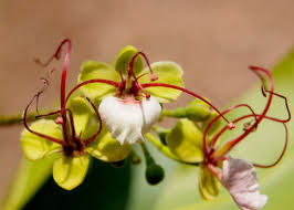 Image result for Intsia