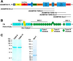 Bbw masturbation, teen bbw, bbw masturbating. A Disintegrin Like And Metalloproteinase Domain With Thrombospondin Type 1 Motif 9 Adamts9 Regulates Fibronectin Fibrillogenesis And Turnover Journal Of Biological Chemistry