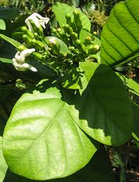 Image result for Tabernaemontana inconspicua