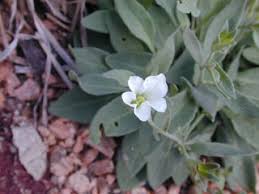 Image result for Salacia erecta