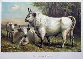 Image result for chillingham cattle