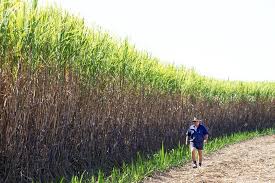 Queensland Sugar Cane Farmer Russell Thompson Photo Beautiful Beaches Crop Farming
