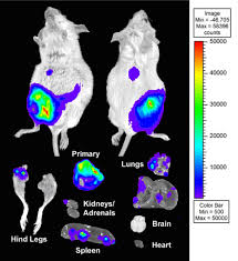 Figure 1 animal cell colored and labeled. Imagable 4t1 Model For The Study Of Late Stage Breast Cancer Bmc Cancer Full Text