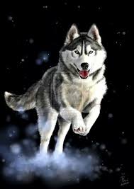 huskies husky sibirya kurdu kopek