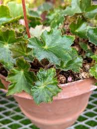 Image result for Begonia gentilii