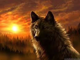 You can also upload and share your favorite wolf wallpapers hd. Cool Animal Wallpapers Wolf Desktop Background