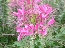Image result for Cleome houtteana