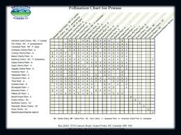 Maybe you would like to learn more about one of these? Pollination Chart Link Pollination Prunus Plum Varieties