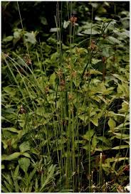 Image result for Juncus lomatophyllus