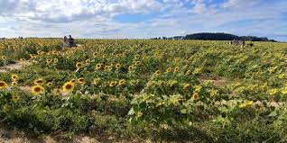 Tickets cost $8 per person (children under 10 years old are. North Fork Sunflower Maze Mattituck 2021 All You Need To Know Before You Go With Photos Tripadvisor