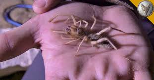 If you get bitten by one of these and you don't go to. Coyote Peterson On Twitter It May Appear Creepy But Holding A Camel Spider Isn T As Dangerous As It Looks Learn Why Https T Co Rp5ofo8fos Https T Co Xoumtxocsy