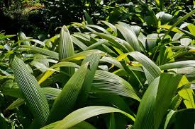 Image result for Molineria