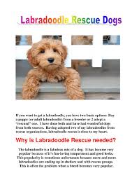 Labradoodle comes in three different sizes that are dependent on the size of the the medium labradoodle male measures 18 to 20 inches tall and 17 to 19 inches tall for females, with weights of 30 to 45 pounds for both, males and females. Calameo If You Want To Get A Labradoodle