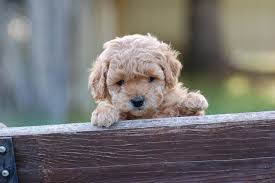 Answer the quiz to view suitable australian cobberdog type of australian labradoodle puppies for sale or join our waiting list for a future litter. Adopt An Australian Labradoodle Canadoodles