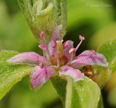 Image result for Galenia secunda