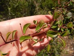 Image result for Putterlickia