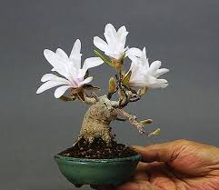 Pin Von Scense1 Auf Bonsais Magnolien Bonsai Mame Bonsai