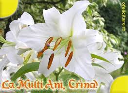 La Multi Ani Crina Flowers Planting Herbs Plants