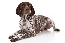 German shorthaired pointer beagle mix puppies. German Shorthaired Pointer Dog Breed Information