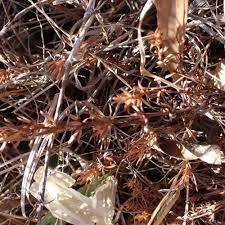 Image result for Rhigozum brevispinosum