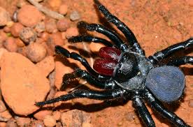 The 10 Most Venomous Spiders In Australia