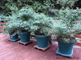 Pin By Proplugger On Container Gardening Growing Succulents Survival Gardening Fruit Garden