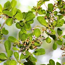 Image result for Ehretia rigida