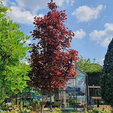 Check spelling or type a new query. Acer Platanoides Crimson Sentry Norway Maple Tree Crimson Sentry Uploaded By Andreamarie