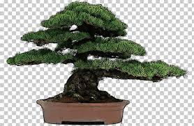 Chinese bird plum flowering indoor bonsai tree. Chinese Sweet Plum Indoor Bonsai Tree Flowerpot Png Clipart Bonsai Bonsai Tree Cultivo Cupressus Data Free