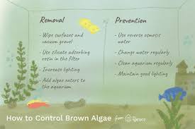 What Causes Brown Algae In Your Fish Tank Fish Tank Aquarium Algae Algae