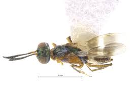 Image result for Scleria delicatula