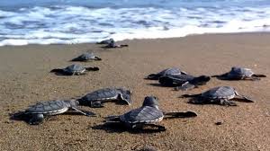 Caretta Caretta Cubs In Yumurtalik Beach Kaplumbagalar Kaplumbaga Hayvanlar