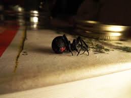 I witnessed a spider kill a black widow tonight. Dancing With Black Widow Spiders The New York Times